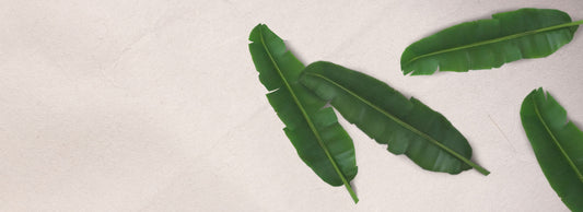 Abaca Leaf Fiber