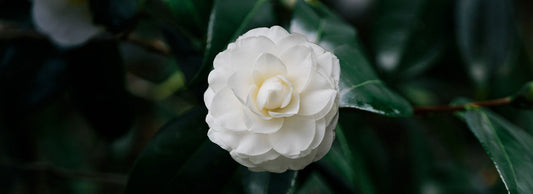 Camellia Oil
